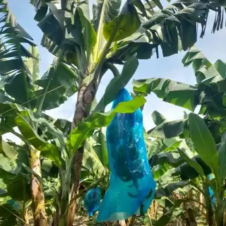 Bolsa para Cubrir el Racimo de Plátano